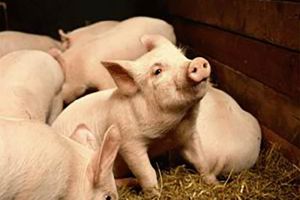 „Credinţe poporale bucovinene” (III)