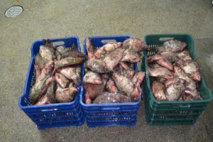 Garda de Coasta: Aproape o suta de kilograme de peste au fost confiscate in Murighiol(galerie foto) 