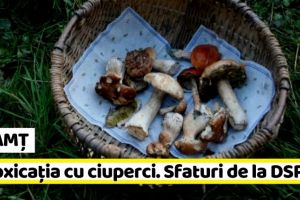 NEAMȚ: DSP Neamţ: Ce trebuie să ştiţi despre intoxicaţia cu ciuperci