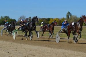 Caii au răcit, cursele s-au oprit!