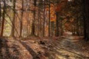 Voluntarii, invitaţi într-o drumeţie cu folos pe traseele de pe Muntele Mic şi Țarcu