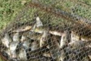 Prinşi cu mâţa-n plasa de peşte