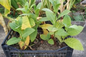 Activităţi ilegale cu tutun autohton, finalizate cu dosar penal, percheziţii şi confiscări