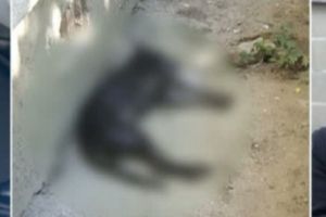 Doi localnici din oraşul Vlăhiţa sunt cercetaţi de poliţişti pentru violare de domiciliu şi uciderea câinelui unei concetăţene