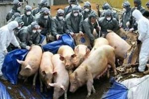 20.000 de porci de la o fermă din Argeş vor fi omorâţi!