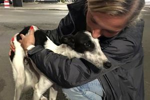 FOTO. Pui de ogar, în pragul morţii,la Satu Mare. O femeie a făcut 700 km pentru a-l salva