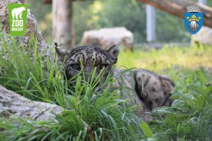 Leopardul Zăpezilor sărbătorit, astăzi, la Zoo Braşov