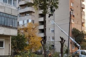 Cine ne taie copacii?