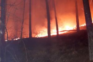 Poliţiştii l-au identificat pe bărbatul din comuna Sălciua care a provocat un incendiu de pădure în care au ars 130 de hectare: Prejudiciu de peste 800.000 de lei