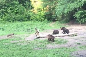 Rasaliu cere Parlamentului să declare „Cod Roşu” de pericol din cauza urşilor