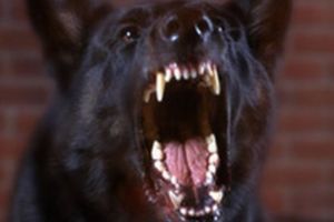 Dosar penal după ce o femeie a fost muşcată de câine