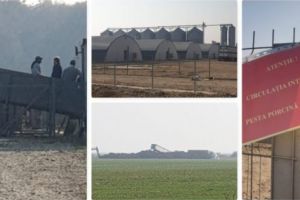 Exclusiv, OUTBREAK la Slobozia! 1.000 de porci au ajuns deja la groapă