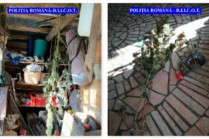 Un belgian cultiva canabis în Argeş