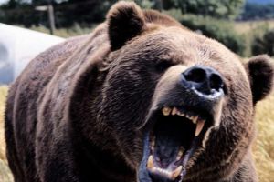 ACUM: Bărbat atacat de urs la o stână din Vidra