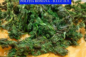 DIICOT: Cuplu din Iasi, suspect pentru trafic de droguri de risc (galerie foto)