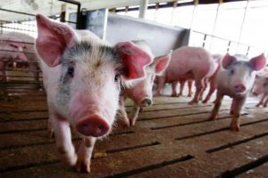 La solicitarea europarlamentarilor PNL, Parlamentul European a aprobat alocarea a 50 milioane de euro pentru fermierii afectaţi de pesta porcină africană