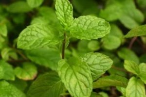 Planta minune care te ajută să slăbeşti: O mirosi şi îţi scade senzaţia de foame