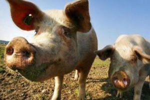Ajutor în valoare de 50 de milioane de euro pentru fermierii afectaţi de pesta porcină africană