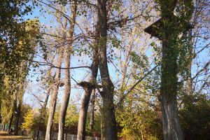 TÂRGOVIȘTE: Aventura celor 10.000 de euro rămaşi atârnaţi în copaci