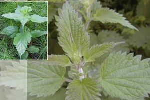 „De ce atîta nepăsare?”