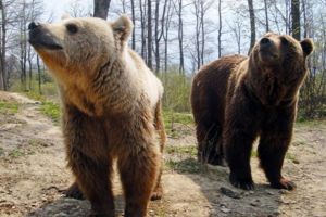 Urşii îşi fac apariţia printre oameni tot mai des. A fost panică la Feliceni şi Cădaciu Mare