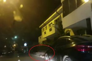 VIDEO – O vulpe a fost filmată plimbându-se pe străzile municipiului Târgovişte