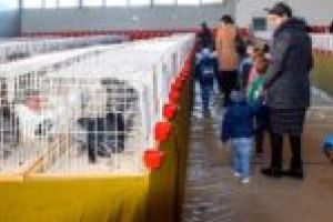 Expoziţie naţională! Iepuri, porumbei şi păsări exotice, la Sala de Sport „Lavinia Miloşovici”