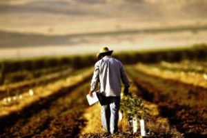 APIA a autorizat la plata 715 milioane de euro catre 517.928 fermieri, in cadrul campaniei de plati in avans 2019