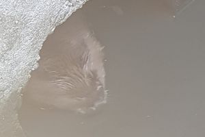 Castor salvat dintr-un canal deversor, la Rotbav (Foto)