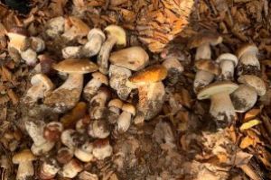 Fotografia zilei: Toamna se “numara” ciupercile