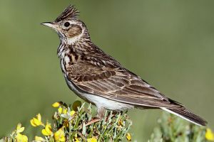 Patru specii de păsări migratoare nu mai pot fi vânate