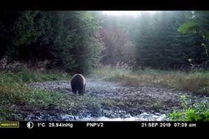 VIDEO: Un ursuleţ a fost surprins de camere jucându-se în Parcul Natural Putna