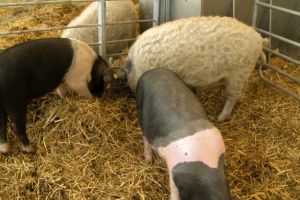 Ministerul Agriculturii anunţă: Maxim 5 porci pot fi crescuţi în gospodăriile ţărăneşti
