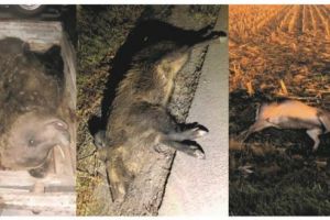 FOTO: Carnagiu pe drumurile mureşene: urs, mistreţ şi căprioară lovite mortal cu maşina!