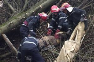 Incident TRAGIC în comuna Poiana Vadului din judeţul Alba. Un localnic a murit strivit de un copac, lăsând în urma lui 4 copii