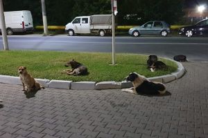 Primăria Pucioasa alocă 20.000 de lei pentru sterilizarea a două sute de femele cu stăpân