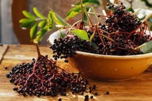 Fructele negre de soc valorează cât o farmacie naturistă! Ce proprietăţi are şi ce boli combate