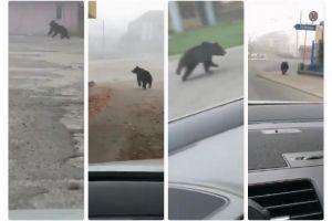 VIDEO: Ursul la jogging prin Mediaş – În final s-a întors acasă în pădure