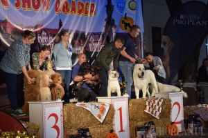 Halloween Dog Show: Cei mai frumoşi câini din Europa se aleg la Oradea (FOTO / VIDEO)