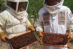 Sute de apicultori bâzâie după subvenţii