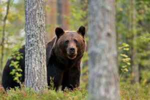 Un vânător a fost atacat de un urs. În ce zonă se afla
