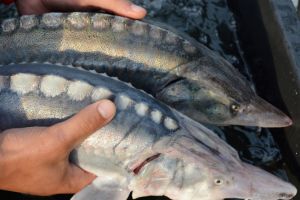 Luni începe Conferinţa Internaţională „Conservation of Danube Sturgeons – a challenge or a burden?”
