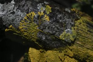 Ciudăţenia Pământului: Creatura care nu are picioare, creier, ochi sau stomac, dar învaţă!