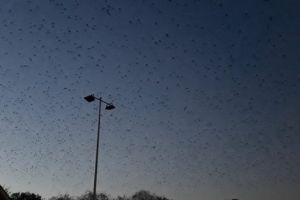 VIDEO: Invazie de ciori în zona Kaufland Reghin