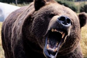 Vânător din Satu Mare, atacat şi rănit grav de un urs