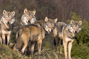 Salvamontiştii în alertă: Motociclist căzut în prăpastie, grav rănit la cap şi înconjurat de o haită de lupi