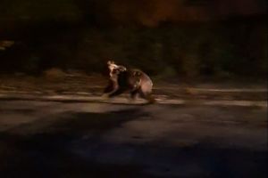 Alertă în oraşul Braşov din cauza urşilor