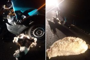 Oi aflate noaptea pe DN 17, sub roţile unei maşini