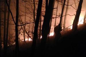 VIDEO FOTO Incendiu în pădurea Măgura, lângă Cisnădie