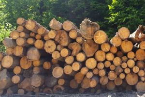 Poliţiştii verifică 3 ocoale silvice şi 9 agenţi economici